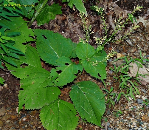 {Collinsonia canadensis}